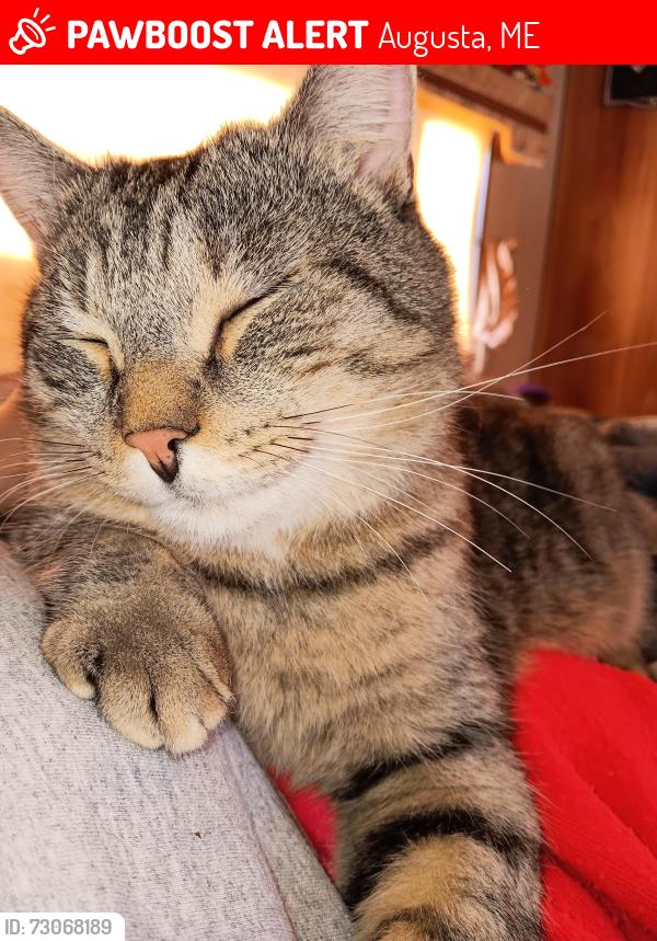 Lost Male Cat last seen Near newengland rd augusta maine, Augusta, ME 04330