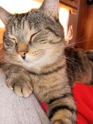 Lost Male Cat last seen Near newengland rd augusta maine, Augusta, ME 04330