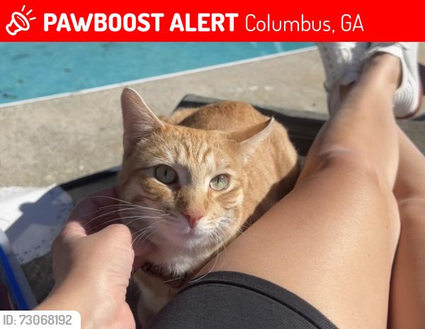 Lost Male Cat last seen Cox lake/ ridgeway ests neighborhood, Columbus, GA 31829
