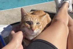 Lost Male Cat last seen Cox lake/ ridgeway ests neighborhood, Columbus, GA 31829