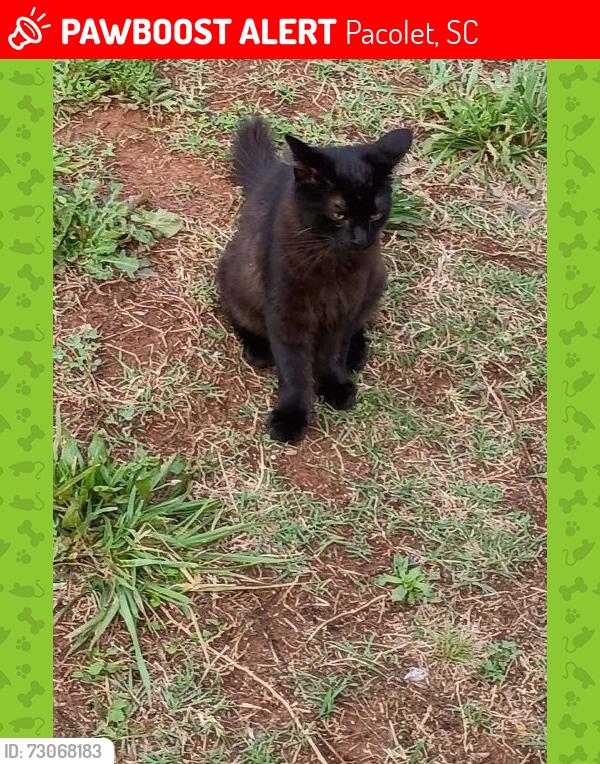 Lost Male Cat last seen Highland St, Norwood St, McDowell st, Pacolet, SC 29372