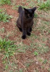 Lost Male Cat last seen Highland St, Norwood St, McDowell st, Pacolet, SC 29372