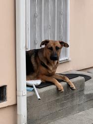 Found/Stray Female Dog last seen Seneca and appleton, Los Angeles, CA 90039