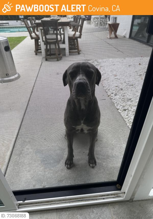 Found/Stray Female Dog last seen Near E Rancho Los Cerritos rd Covina Ca 91723, Covina, CA 91724