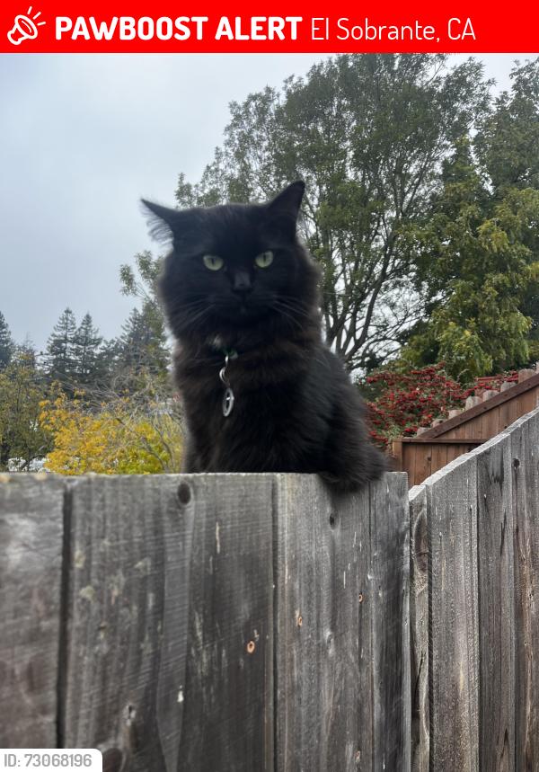 Lost Female Cat last seen Appian way / pebble dr, El Sobrante, CA 94803