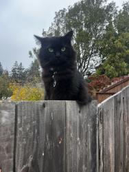 Lost Female Cat last seen Appian way / pebble dr, El Sobrante, CA 94803