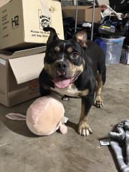 Found/Stray Female Dog last seen Brannans walk neighborhood, McDonough, GA 30253