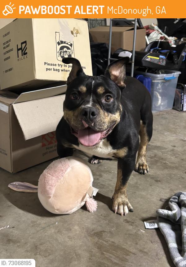 Found/Stray Female Dog last seen Brannans walk neighborhood, McDonough, GA 30253