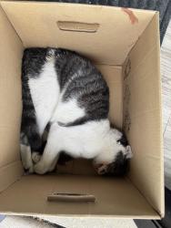Found/Stray Unknown Cat last seen Military Ave and west mason, Green Bay, WI 54304