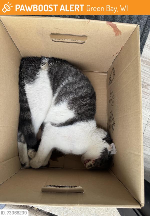 Found/Stray Unknown Cat last seen Military Ave and west mason, Green Bay, WI 54304