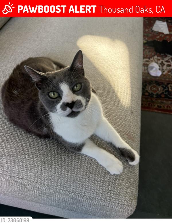 Lost Male Cat last seen Stoddard ave. and Fordham, Thousand Oaks, CA, Thousand Oaks, CA 91360
