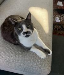 Lost Male Cat last seen Stoddard ave. and Fordham, Thousand Oaks, CA, Thousand Oaks, CA 91360