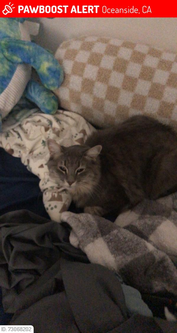 Lost Female Cat last seen sherbourne drive, Oceanside, CA 92056