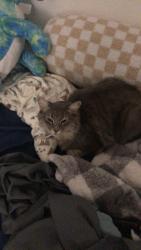 Lost Female Cat last seen sherbourne drive, Oceanside, CA 92056