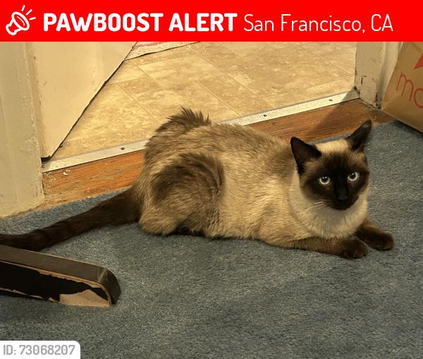 Lost Male Cat last seen Duboce Avenue/Church Street, San Francisco, CA 94117