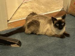 Lost Male Cat last seen Duboce Avenue/Church Street, San Francisco, CA 94117