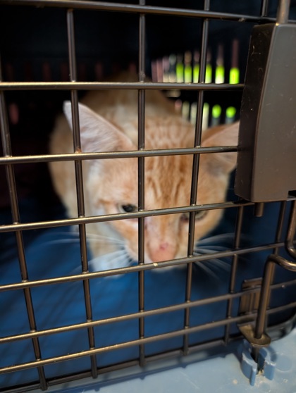 Shelter Stray Male Cat last seen S FERDINAND ST & 13TH AVE S, Seattle, WA, 2061 15th Ave W, Seattle, WA 98119, USA