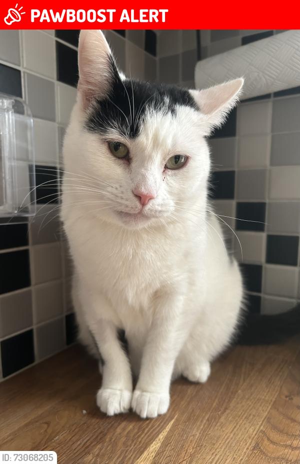Lost Female Cat last seen Near exhibition inn, high street, wakering , Great Wakering, England SS3 0HS