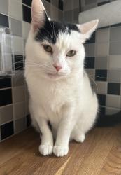 Lost Female Cat last seen Near exhibition inn, high street, wakering , Great Wakering, England SS3 0HS