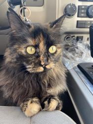 Lost Female Cat last seen Enchanted hills ,Rio Rancho nm, Rio Rancho, NM 87144