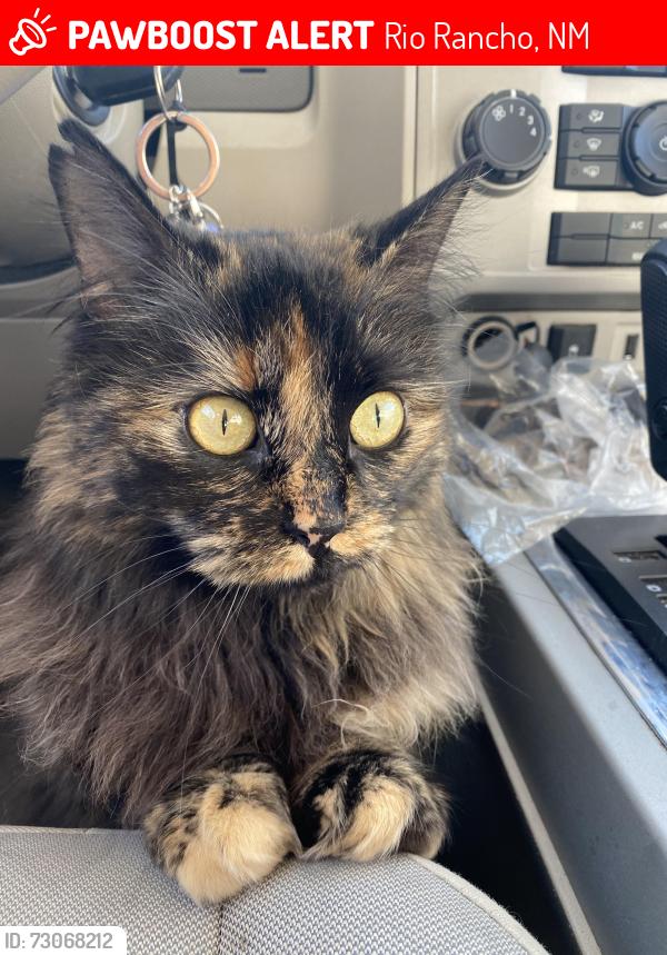 Lost Female Cat last seen Enchanted hills ,Rio Rancho nm, Rio Rancho, NM 87144