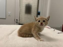 Shelter Stray Male Cat last seen Arlington Ave, 64138, 64138, MO, 7077 Elmwood Ave, Kansas City, MO 64132, USA