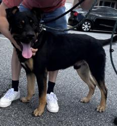 Shelter Stray Male Dog last seen Near Bluffton Way, Decatur, GA 30035, 30035, GA, 3280 Chamblee Dunwoody Rd, Chamblee, GA 30341, USA