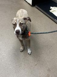 Shelter Stray Male Dog last seen Near Tolliver Drive Ellenwood, 30294, 30294, GA, 3280 Chamblee Dunwoody Rd, Chamblee, GA 30341, USA