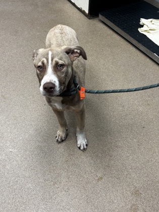 Shelter Stray Male Dog last seen Near Tolliver Drive Ellenwood, 30294, 30294, GA, 3280 Chamblee Dunwoody Rd, Chamblee, GA 30341, USA