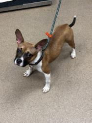 Shelter Stray Female Dog last seen Near Radcliffe Blvd Decatur, 30034, 30034, GA, 3280 Chamblee Dunwoody Rd, Chamblee, GA 30341, USA