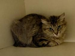 Shelter Stray Female Cat last seen Near Creekford Drive, Lithonia 30058, 30058, GA, 3280 Chamblee Dunwoody Rd, Chamblee, GA 30341, USA