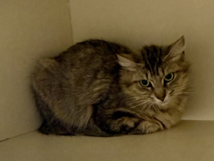 Shelter Stray Female Cat last seen Near Creekford Drive, Lithonia 30058, 30058, GA, 3280 Chamblee Dunwoody Rd, Chamblee, GA 30341, USA