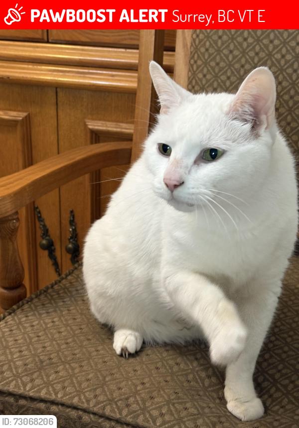 Lost Female Cat last seen Near Laurel dr Surrey bc, Surrey, BC V3T 0E3