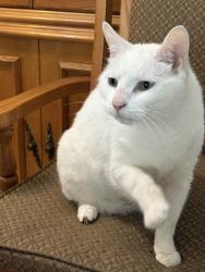 Lost Female Cat last seen Near Laurel dr Surrey bc, Surrey, BC V3T 0E3