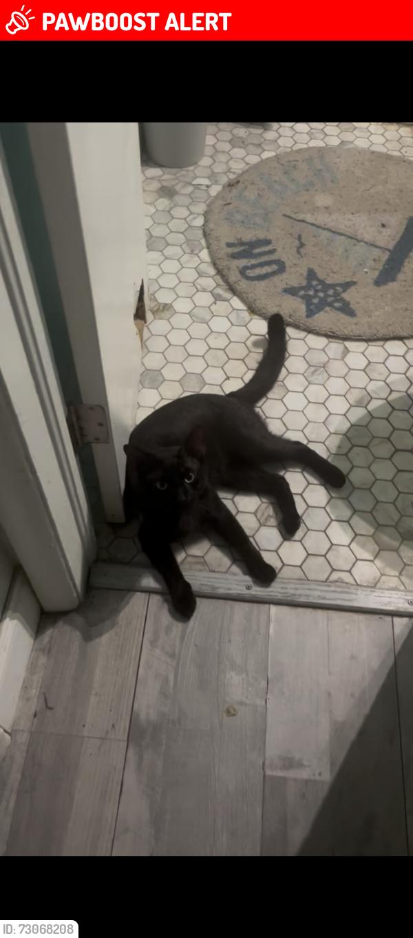 Lost Male Cat last seen Broadway Ave and 45th st, 36th st, West Palm Beach, FL 33407