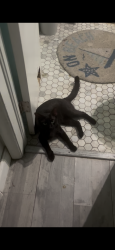 Lost Male Cat last seen Broadway Ave and 45th st, 36th st, West Palm Beach, FL 33407