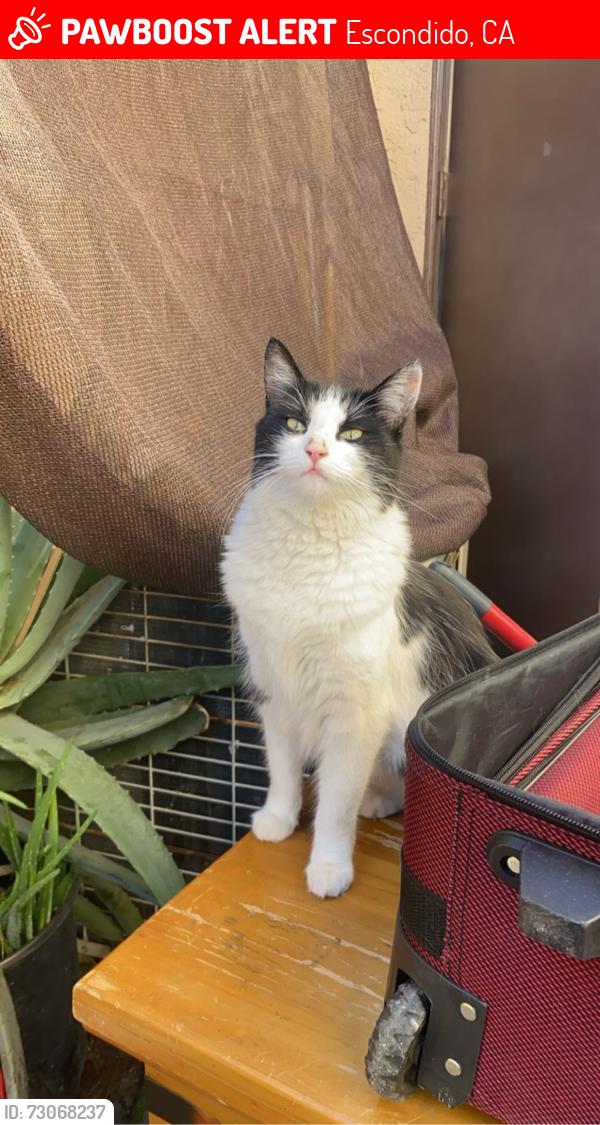 Lost Female Cat last seen Near e grand Ave, Escondido, CA 92027