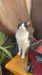 Lost Female Cat last seen Near e grand Ave, Escondido, CA 92027
