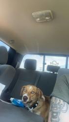 Found/Stray Unknown Dog last seen Henderson by bar, Henderson, WV 25550