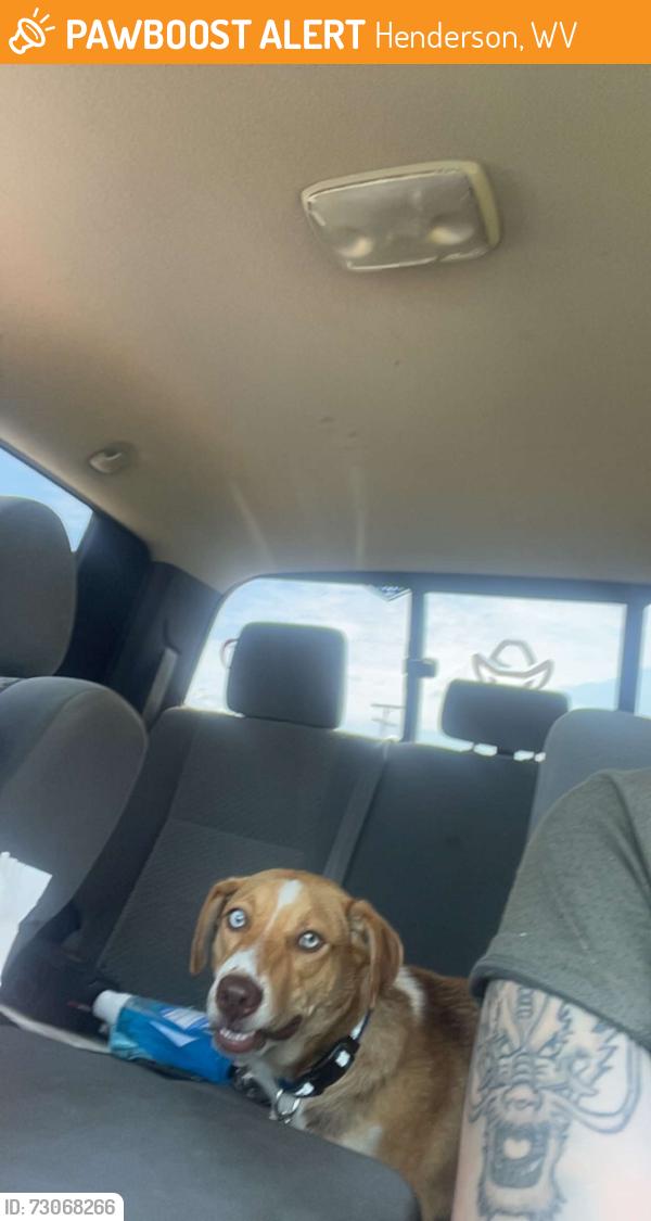 Found/Stray Unknown Dog last seen Henderson by bar, Henderson, WV 25550