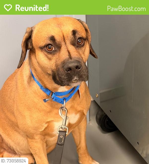 Reunited Male Dog last seen hopkins church road, Allegheny County, PA 15143