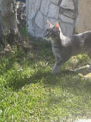 Lost Female Cat last seen Sea cove drive and clipper, Rancho Palos Verdes, CA 90275