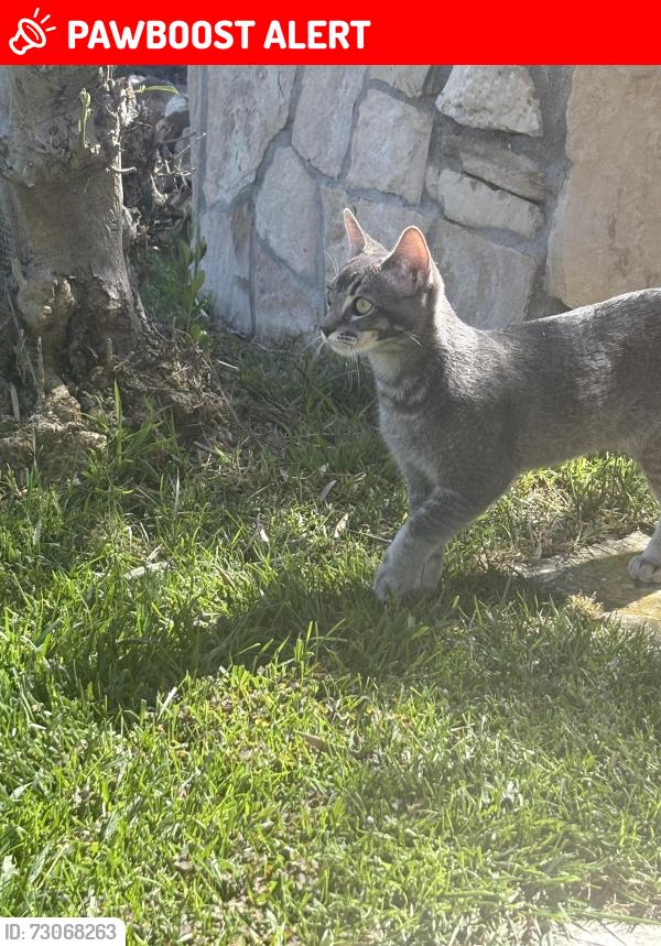 Lost Female Cat last seen Sea cove drive and clipper, Rancho Palos Verdes, CA 90275