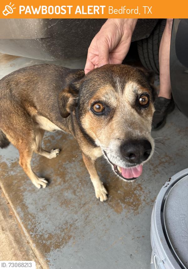 Found/Stray Male Dog last seen Forest Ridge/Dee Lane/Pipeline, Bedford, TX 76022