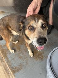 Found/Stray Male Dog last seen Forest Ridge/Dee Lane/Pipeline, Bedford, TX 76022