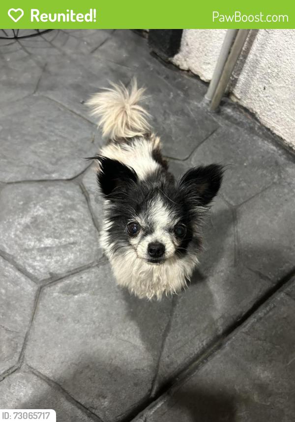 Reunited Female Dog last seen Near torrance ave , San Jose, CA 95127