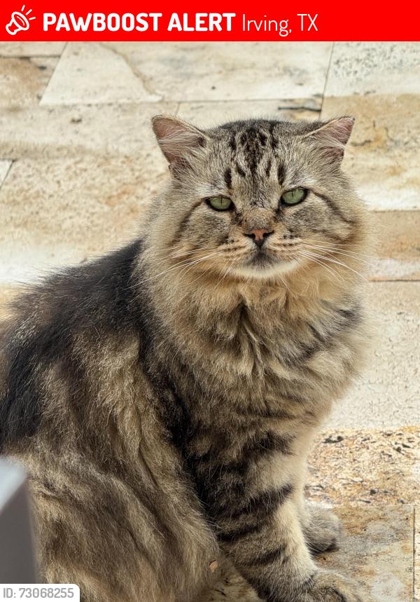 Lost Male Cat last seen Castle Rock Court and Spyglass Hill Lane, Irving, TX 75038