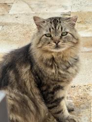 Lost Male Cat last seen Castle Rock Court and Spyglass Hill Lane, Irving, TX 75038