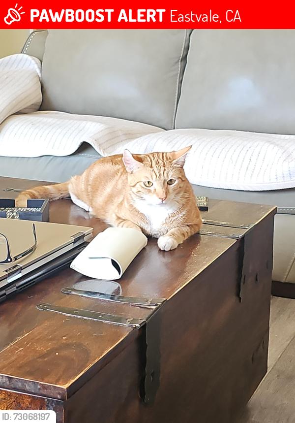 Lost Male Cat last seen American Heroes Park Eastvale, CA, Eastvale, CA 92880