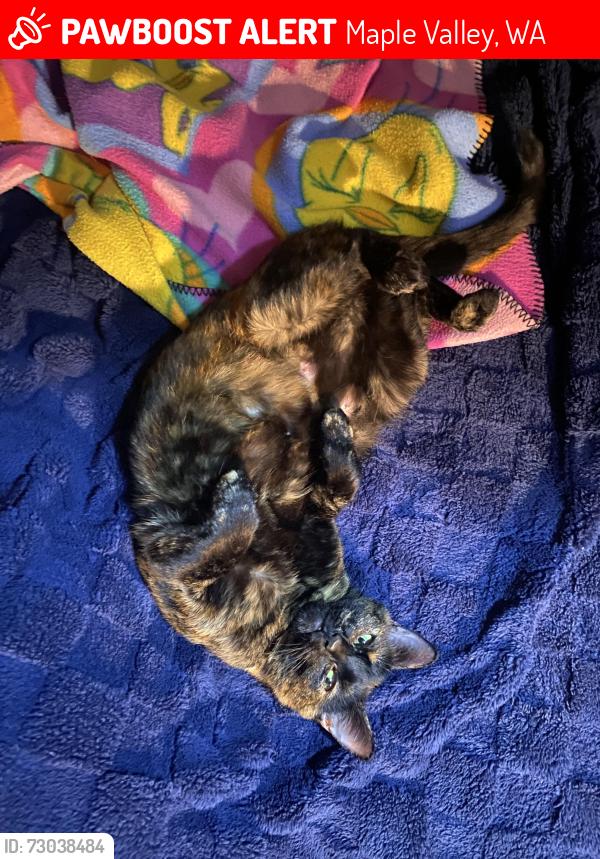 Lost Female Cat last seen Lake wilderness elementary school, Maple Valley, WA 98038